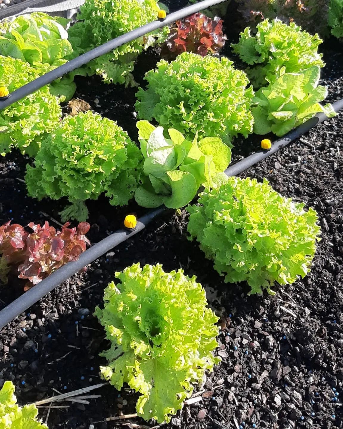 horta 1.jpg